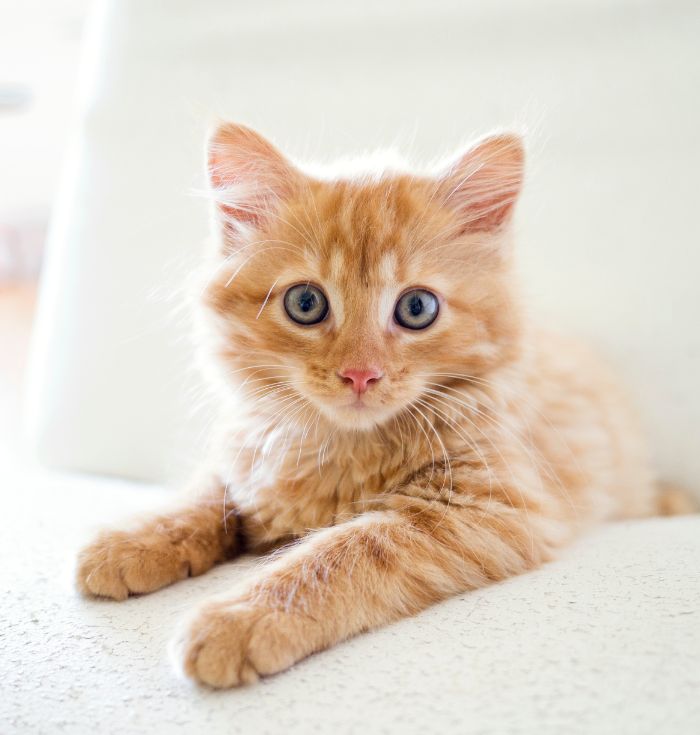 a cat lying on a couch