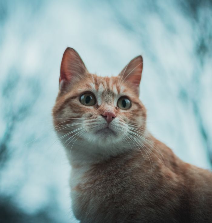 a cat looking up at the camera