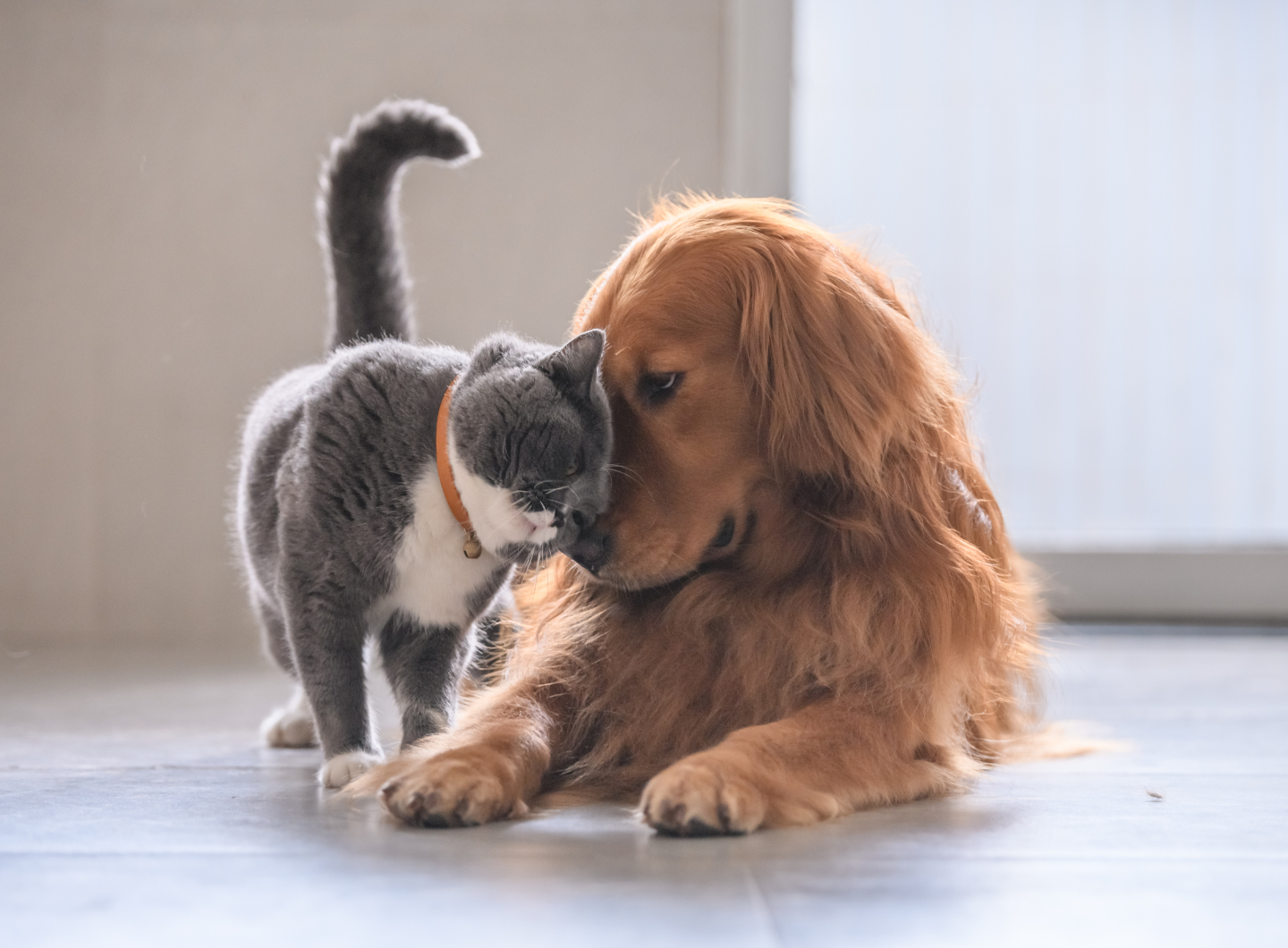 dog and kitty cuddling