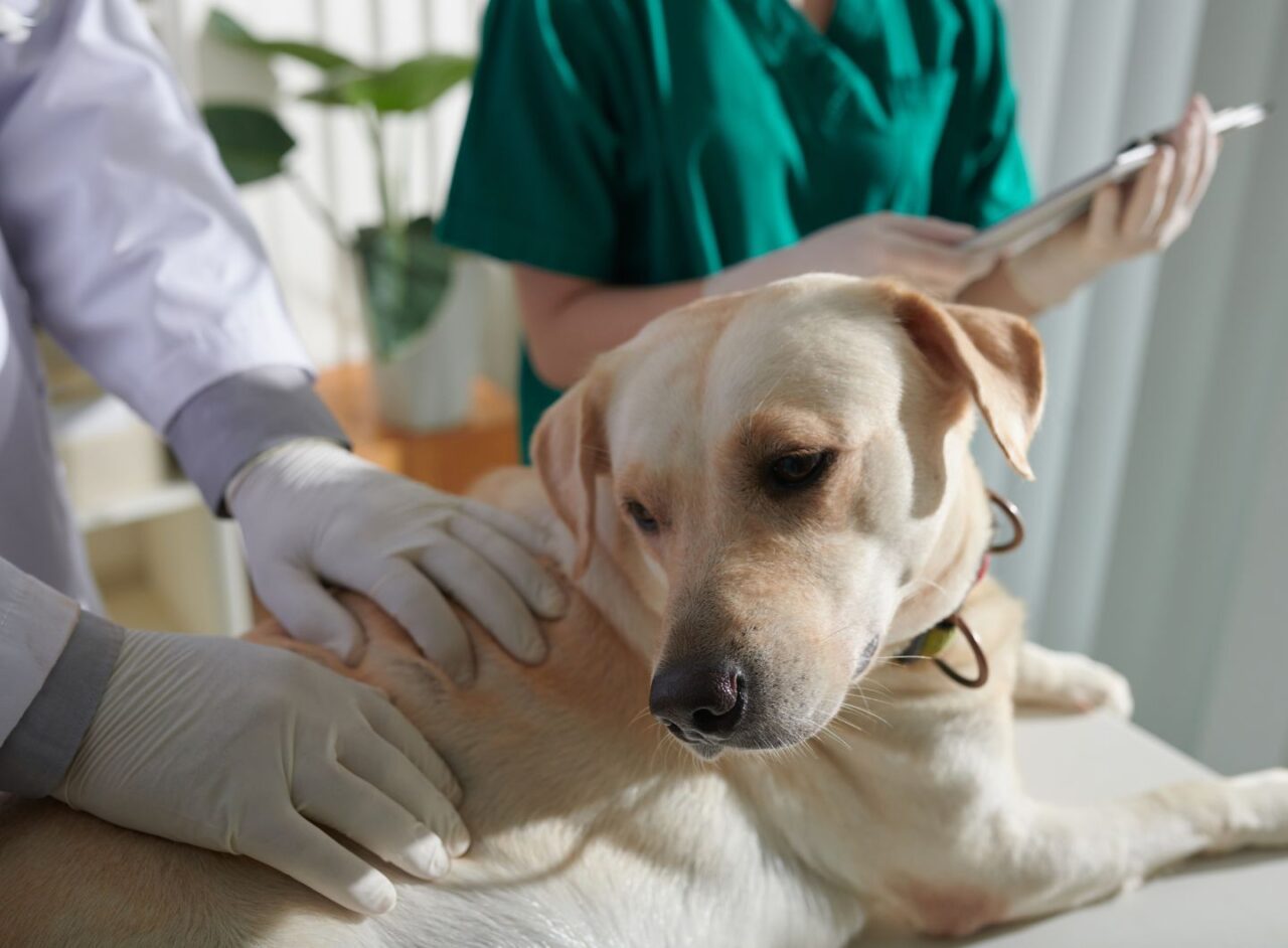 Pet Cardiology In Kanata, Ontario, K2V 0H2 Capital City Specialty And