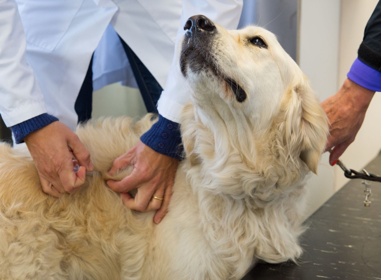 a dog being examined by a veterinarian