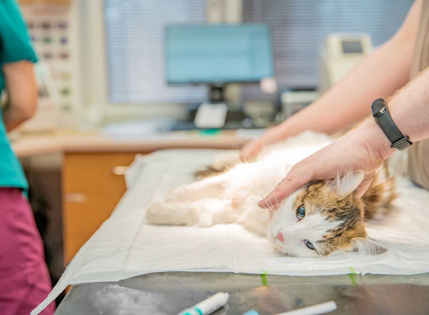 Pet Surgical Oncology In Kanata, Ontario, K2V 0H2 Capital City