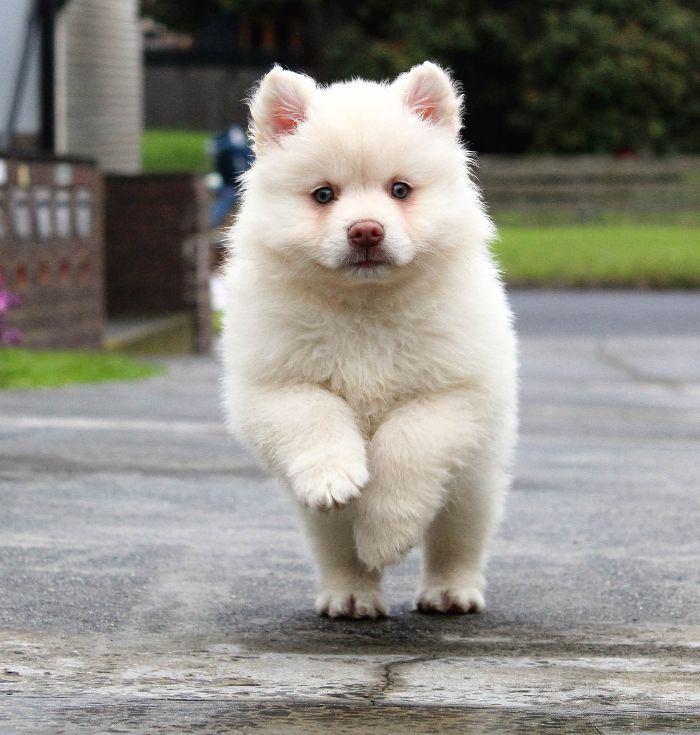 a small white dog running