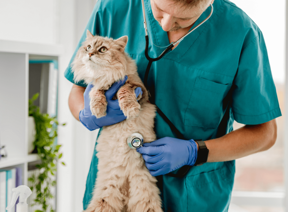 About Capital City Specialty And Emergency Animal Hospital | Vet In ...