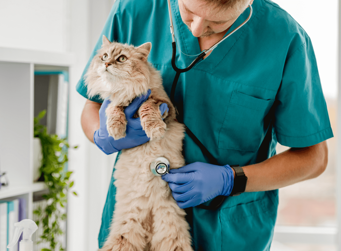 a person wearing scrubs and gloves holding a cat