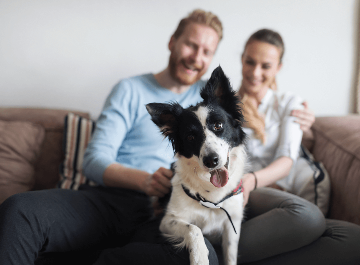 for-clients-hero a couch with a dog