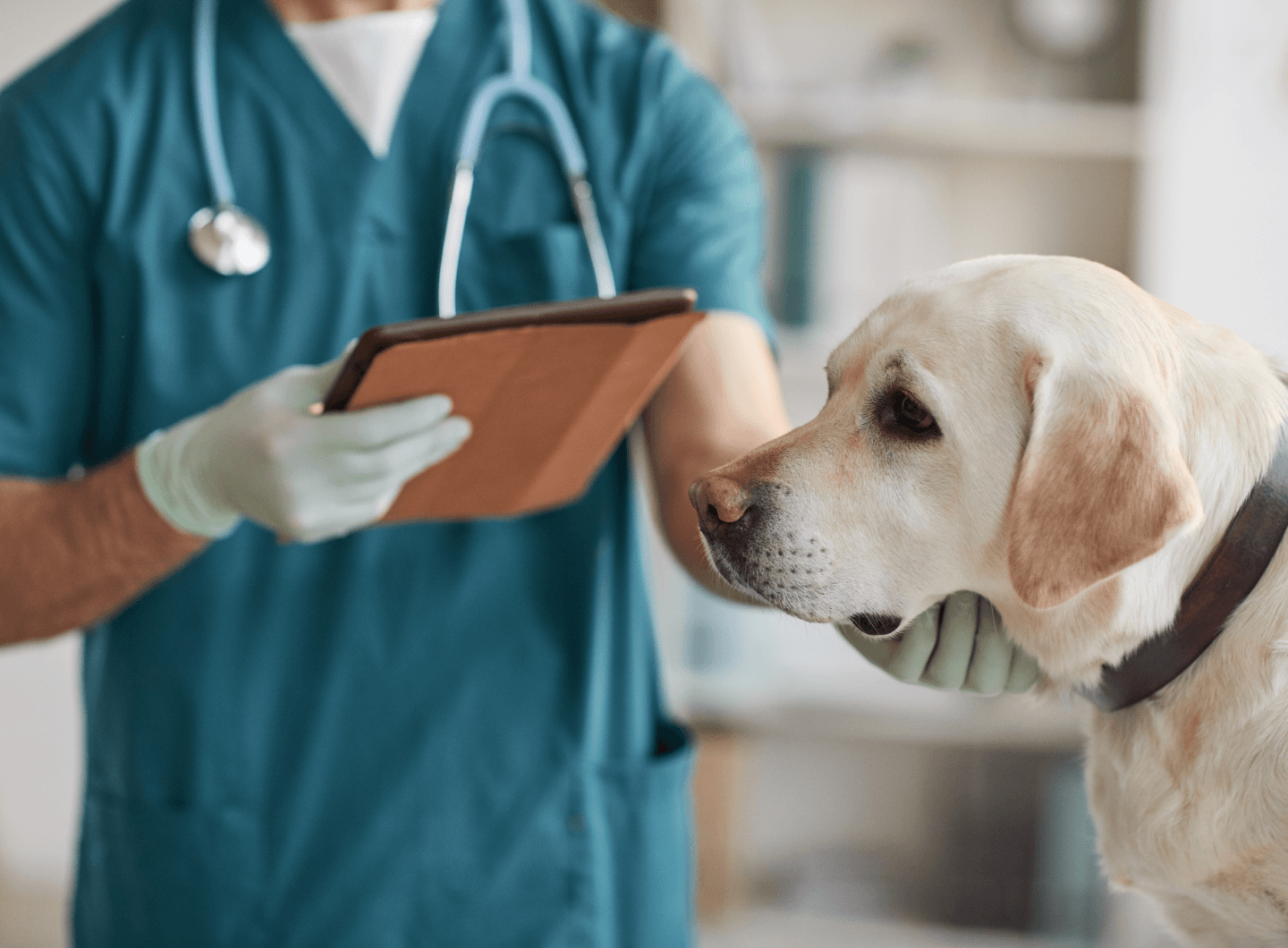 a dog being held by a doctor