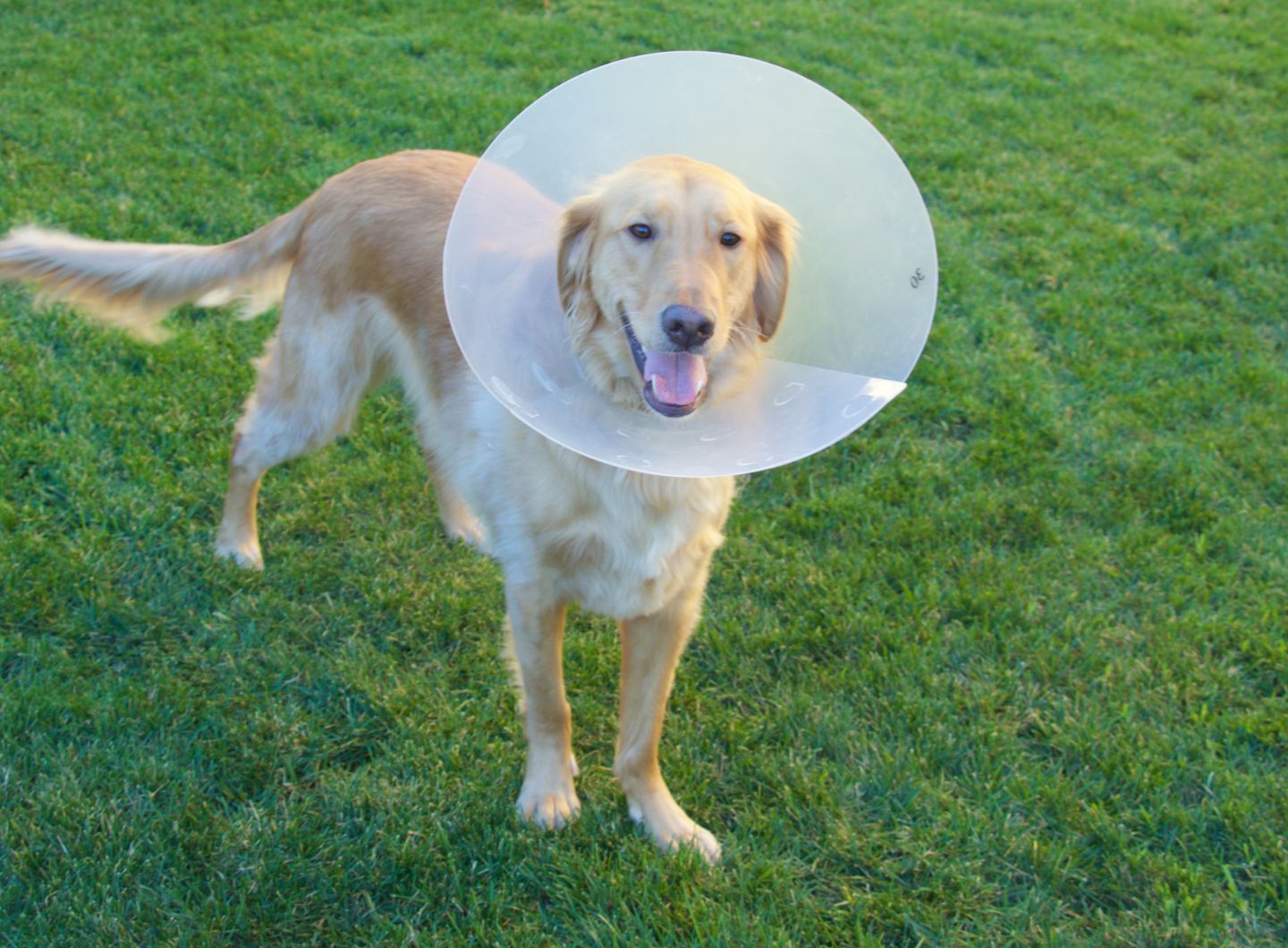 a dog with cone